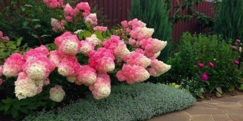 Hydrangea paniculata pinky winky: opis, veličine, recenzije i fotografije